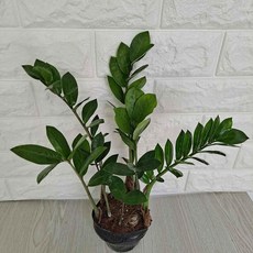 그늘에서잘자라는식물