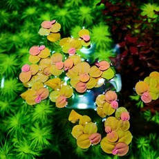 관상용새우 TOP01