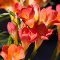 건강한춘복이네