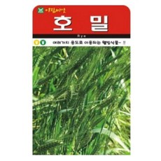 호밀 씨앗(600g), 1개