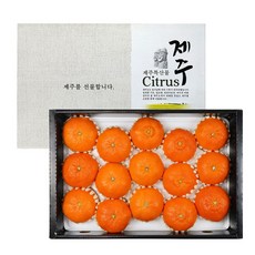 제주 레드향 선물세트 5kg