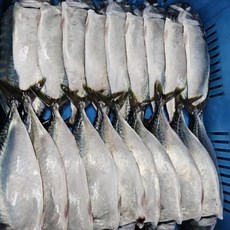 산지직송 제주 순살고등어(140~160g)10팩5팩 간편 가시없는 손질 제주고등어 간편한반찬, 제주 순살고등어(140~160g)5팩