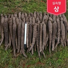 제주흙더덕 실속형 (상 중상 중) 2kg~5kg, (중) 5kg, 1개