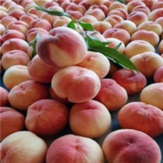 미니언즈플래드