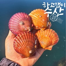 하고잽이수산 통영 세척 제철 홍 비단 가리비, 1개,