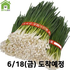 국내산 깐쪽파 쪽파 파 1단 (약1Kg)