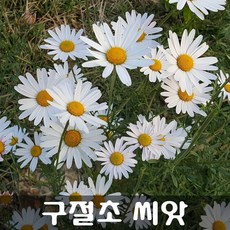 [해피플라워] 구절초 씨앗 1g / 봄 여름 가을 파종 들국화 꽃씨, 1개