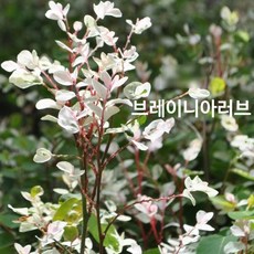 브레이니아러브(3년생) 1개
