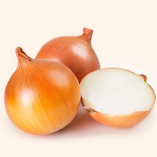 양파모종