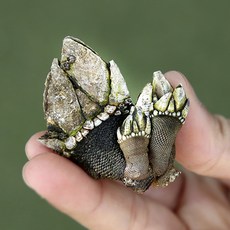거북손제철