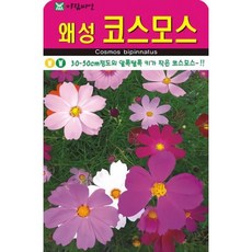 막스마라시모네