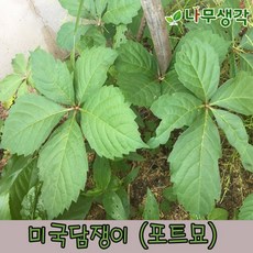 산딸기묘목