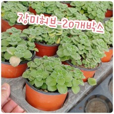 장미허브키우기