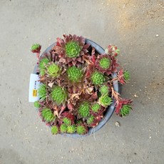 진주바위솔