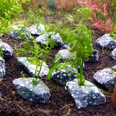 크레피도마네스