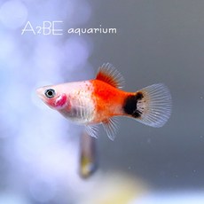 143aeff50034be8ad47788a0869291dab3ef64c3d72a2d482ae4423d44a9.jpg
