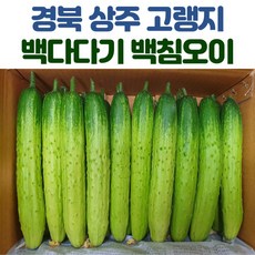 산지직송 상주 백다다기 오이 3.5kg 4.5kg 7kg 11kg, 백다다기오이_11kg