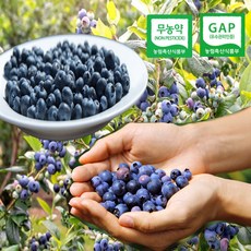 국산 무농약 블루베리 생과 생블루베리 국내산