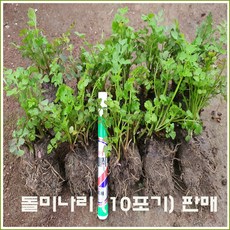 미나리 모종 (돌미나리) 10포기 = (50뿌리) 판매., 1개