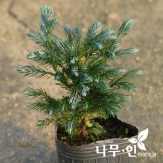 블루버드나무