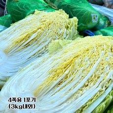 안동농산 국내산 배추 통배추 생배추 4쪽용 ( 손질X ) (52망), 1개, 3kg