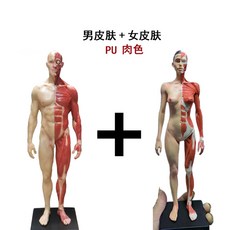 근골격계해부학책