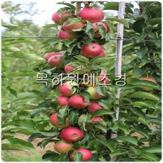 목하원예조경 기둥사과나무 (메이의눈동자) 접목2년특묘