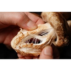 알뜰형 1kg 아침뜰 송화버섯 농장 직거래, 1개