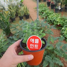 애플민트나무
