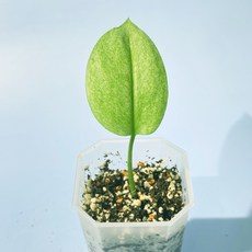 스킨답서스트루비