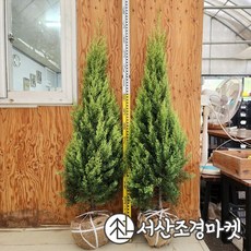 썰퍼레아/썰프레아 나무 묘목 키140cm내외 서산조경마켓, 3개