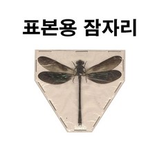 잠자리표본