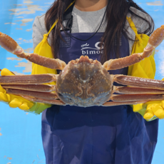 생생수산 특A급 러시아대게 자숙 박달 스노우크랩 A급 대게 2KG 1개, [A급] 3KG