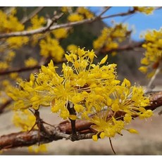 산수유나무 결실주 R3 분