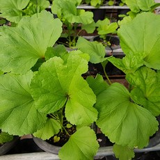 싱싱하고 부드러운 부안 해풍 아욱 산지직송, 2kg, 1개