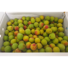 산지직송 국내산 프리미엄 남고 황매실 5kg(특품) 10kg(특품) 황매실5kg 황매실10kg 홍매실 남고매실 국내산황매실 국내산홍매실, 10kg(왕특), 1개