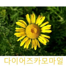 허브/채소식물 다이어즈카모마일 모종 4개 (L0247)