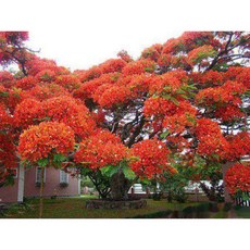 고위광디리러바