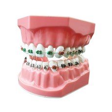 양치교육 교정 치아모형(1배크기) 칫솔질 교육용 양치 교구 이빨 모형, 1개