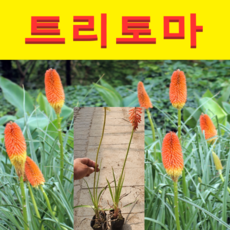 포마인화지