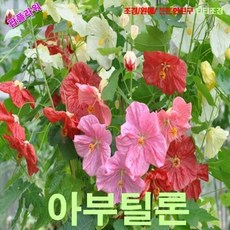 아부틸론