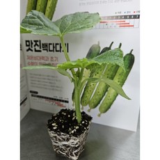 백다다기 오이 모종, 1개