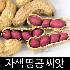자색 땅콩 씨앗 종자 재래종 토종 콩 peanut seed 20g, 1개