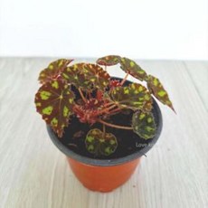 베고니아키우기