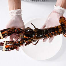 랍스터제철