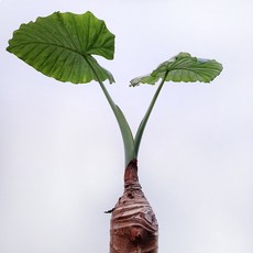 꽃파는농부 - 커다란 잎이 매력적이고 플랜테리어로 좋은 공기정화식물 알로카시아 (높이 100cm내외), 1개