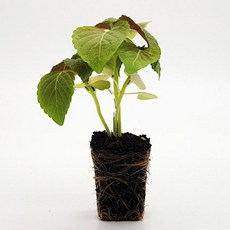 깻잎모종