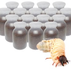  벅스베이 장수풍뎅이 애벌레 16세트 ( 단체선물 ) 