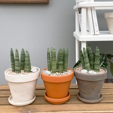 [독일 토분 set] 방에서 키우는 공기정화식물 키우기 쉬운 반려식물 스투키, 화이트(11cm), 화분받침 없음