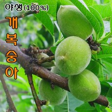 [ 할인쿠폰 ] 문경세제/복사골엔 / 야생 개복숭아 / 순 자연산 (100% 토종) / 당일채취발송, 1개, 야생 개복숭아 3Kg